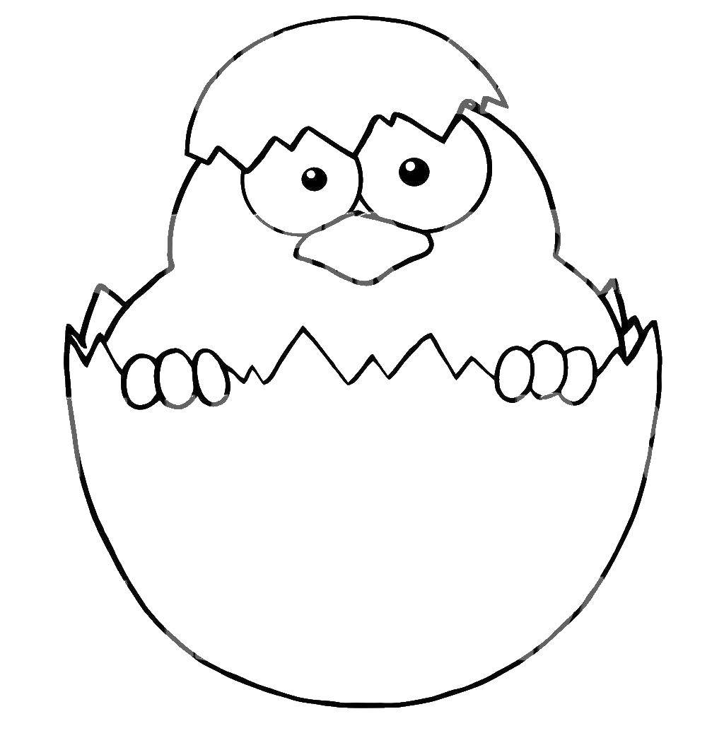 Название: Раскраска Птенчик в яйце. Категория: птицы. Теги: Птицы.
