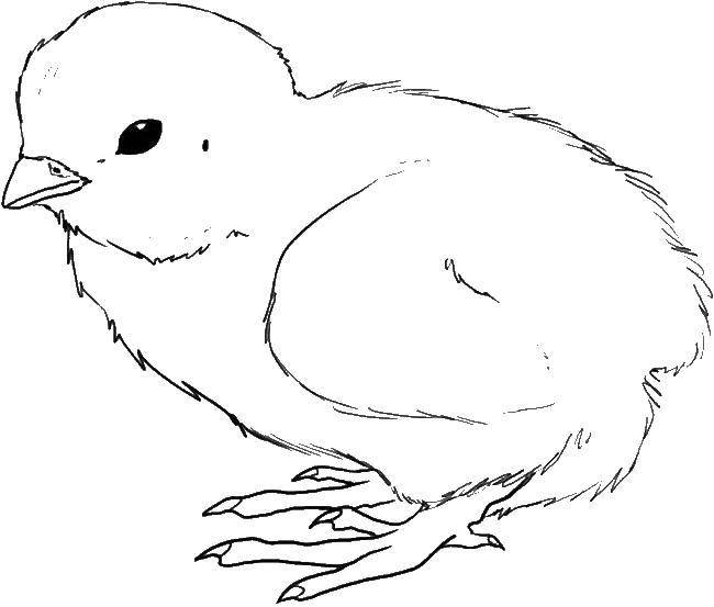 Coloring Fluffy chicken. Category birds. Tags:  Birds, chickens.