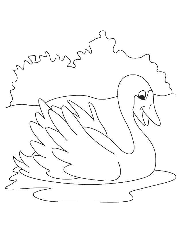 Название: Раскраска Лебедь на пруду. Категория: птицы. Теги: Птицы.