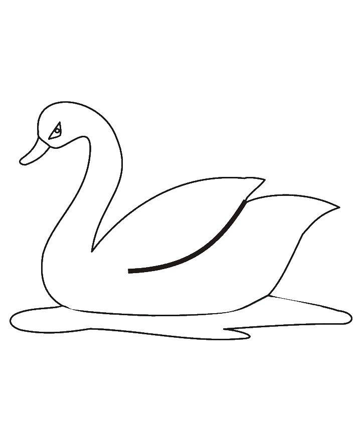 Название: Раскраска Лебедь на воде. Категория: птицы. Теги: Птицы.