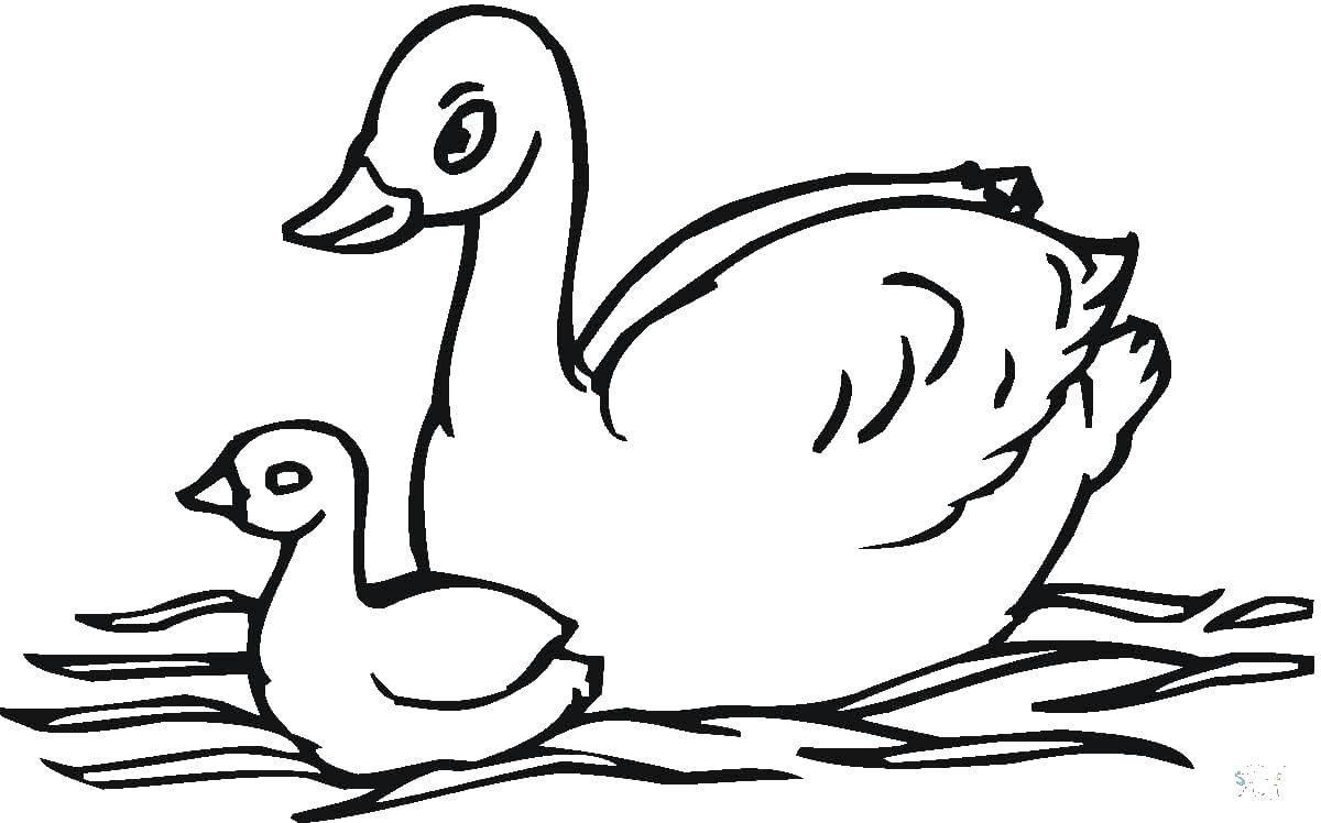 Coloring Mother duck with chick. Category birds. Tags:  Poultry, duck.