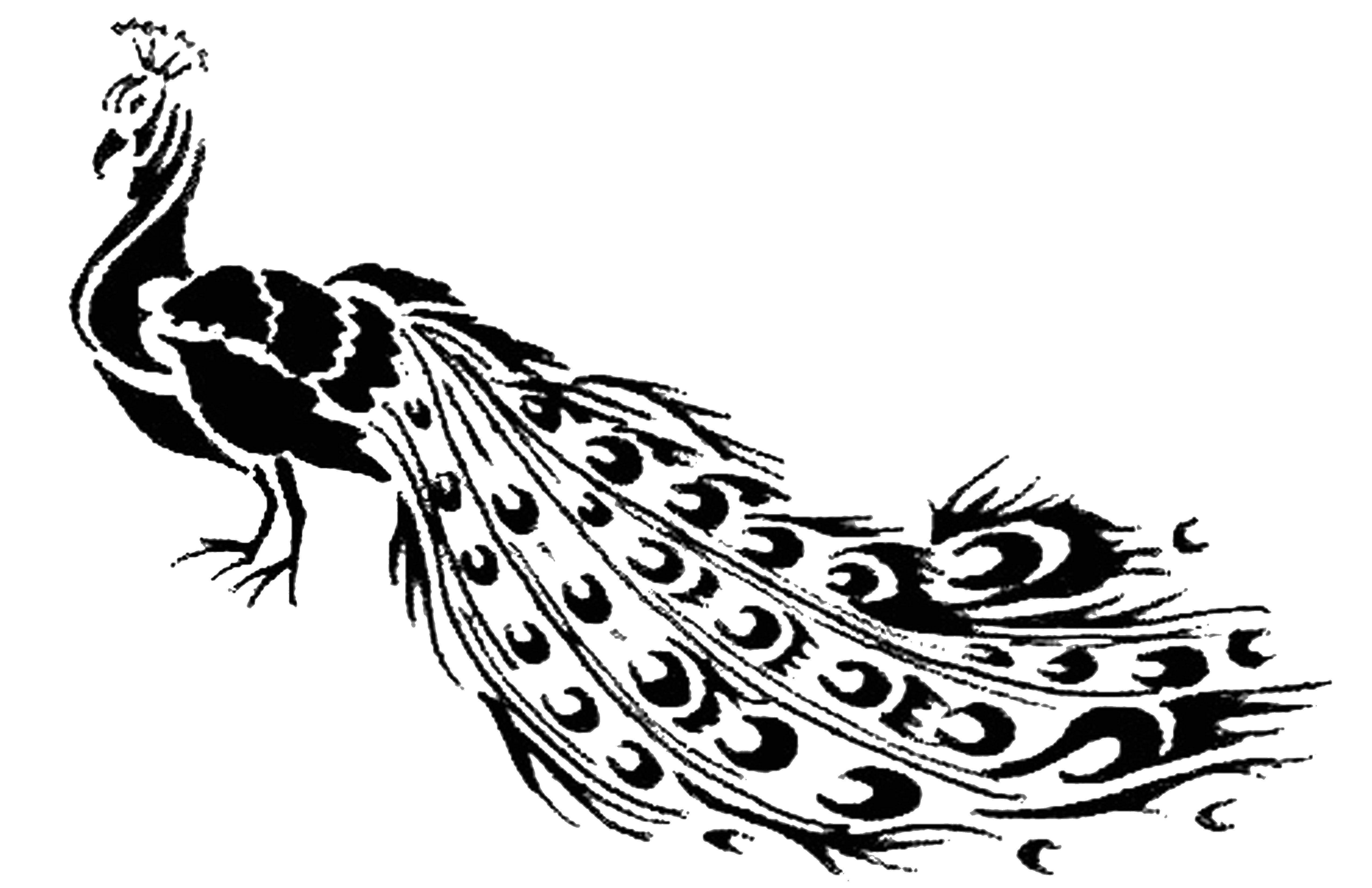 Название: Раскраска Павлин с длинным хвостом. Категория: павлин. Теги: Павлин, птица.