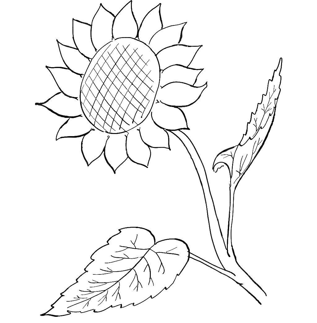 Coloring Flowering sunflower. Category flowers. Tags:  sunflower, flowers.
