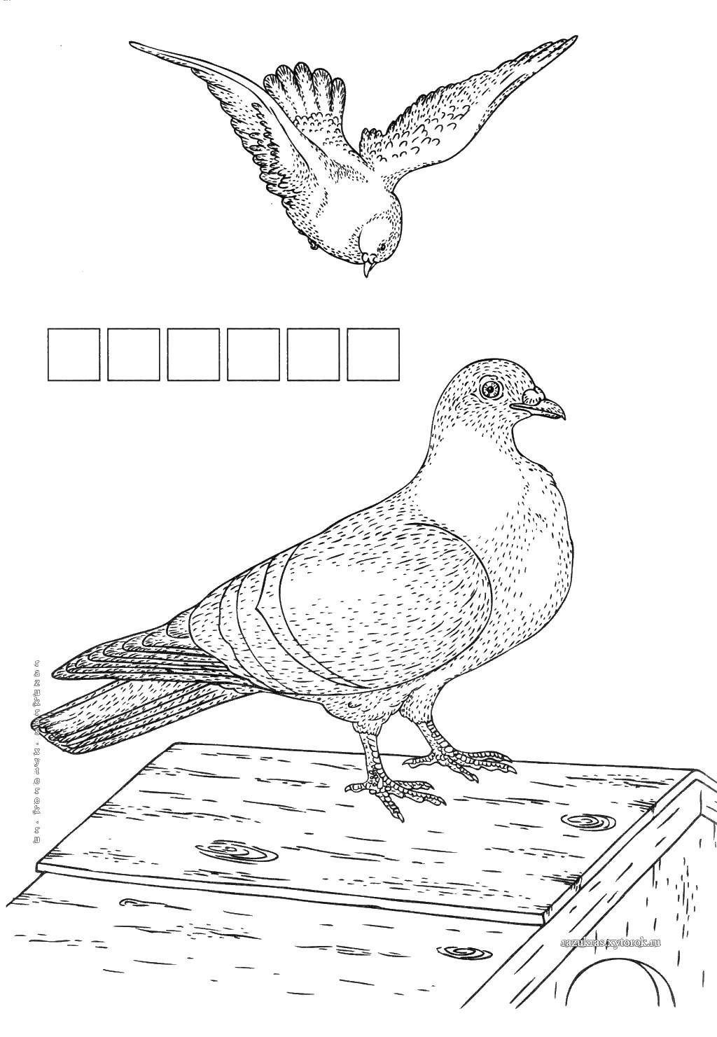 Coloring Pigeons.. Category birds. Tags:  Birds, dove.
