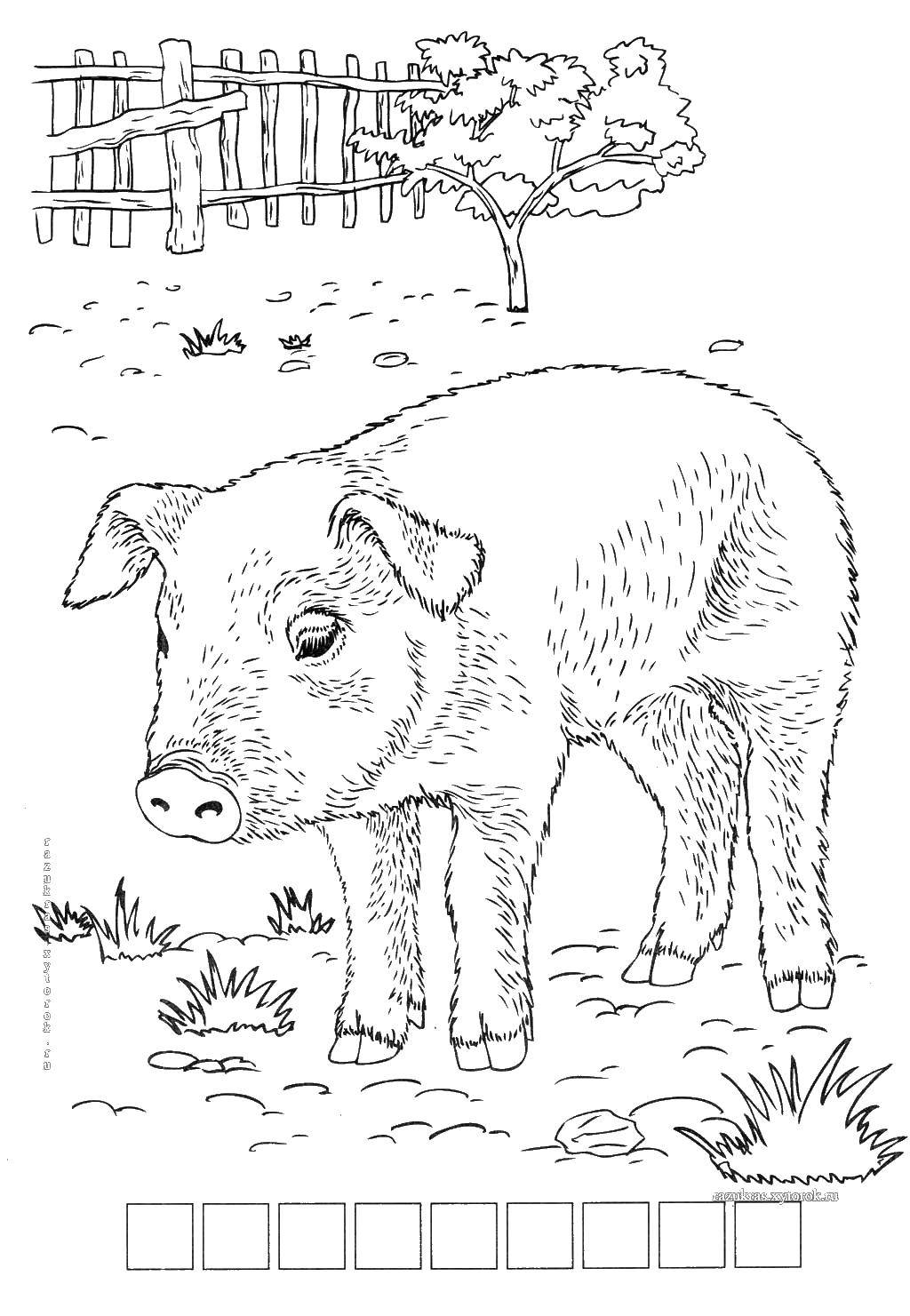 Название: Раскраска Грустный поросёнок. Категория: домашние животные. Теги: Животные, свинка.