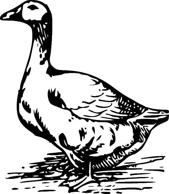 Coloring Goose.. Category birds. Tags:  Birds, goose.