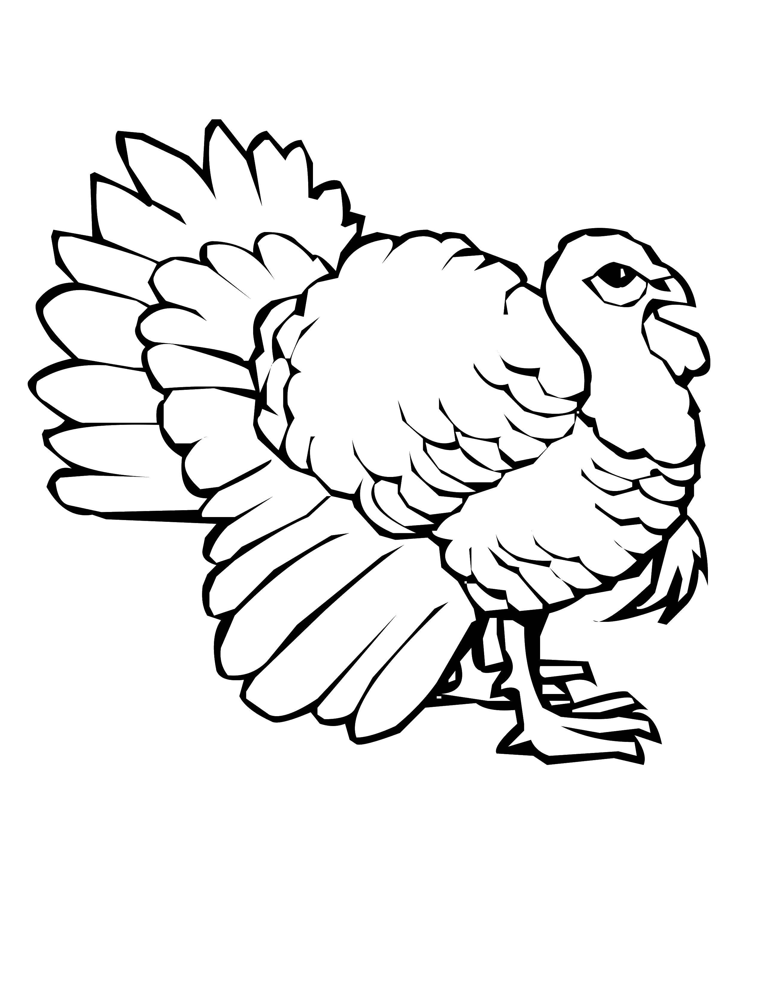 Coloring Turkey with a large tail. Category birds. Tags:  Poultry, Turkey.