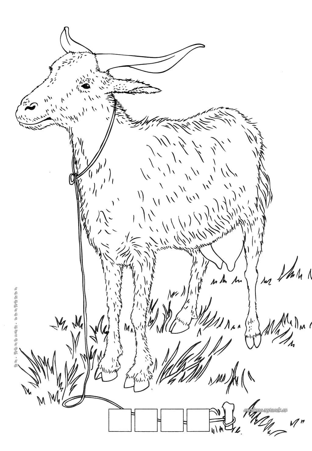 Coloring Goat. Category wild animals. Tags:  Animals, goat.