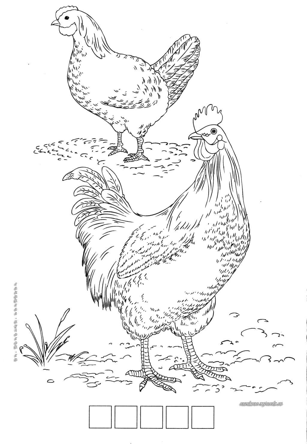 Coloring Hen and rooster. Category birds. Tags:  Birds, cock.