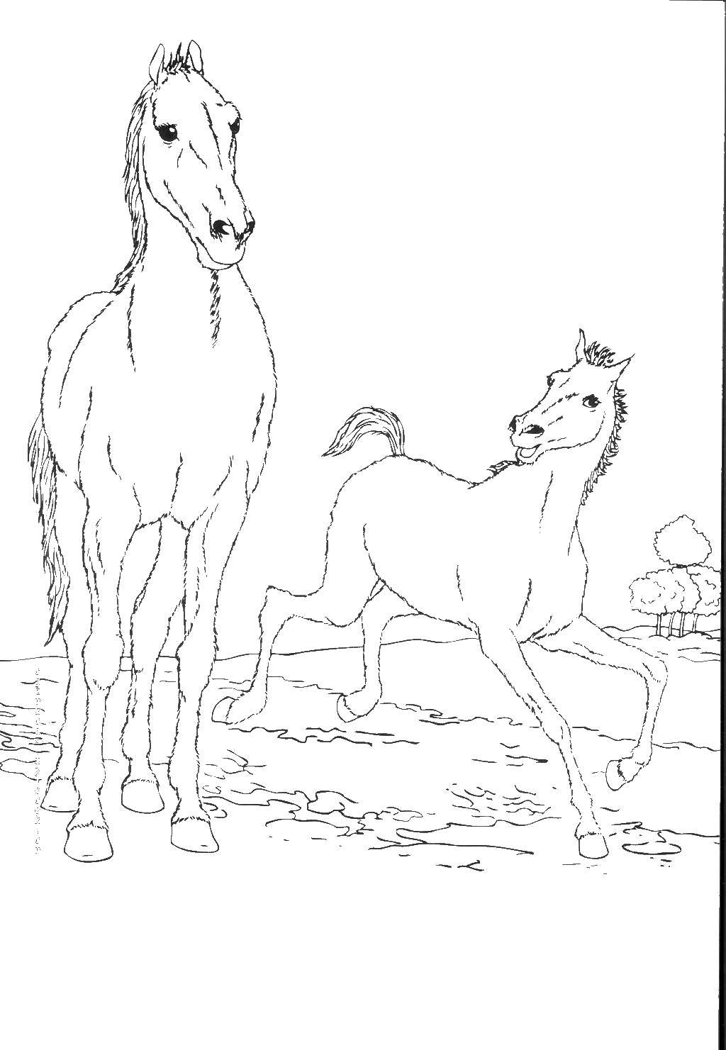 Название: Раскраска Лошадки в поле. Категория: домашние животные. Теги: Животные, лошадь.