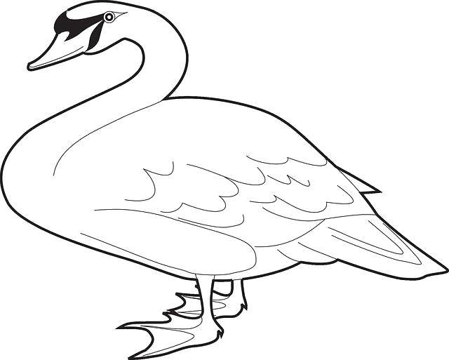 Coloring Cute duck. Category birds. Tags:  Poultry, duck.