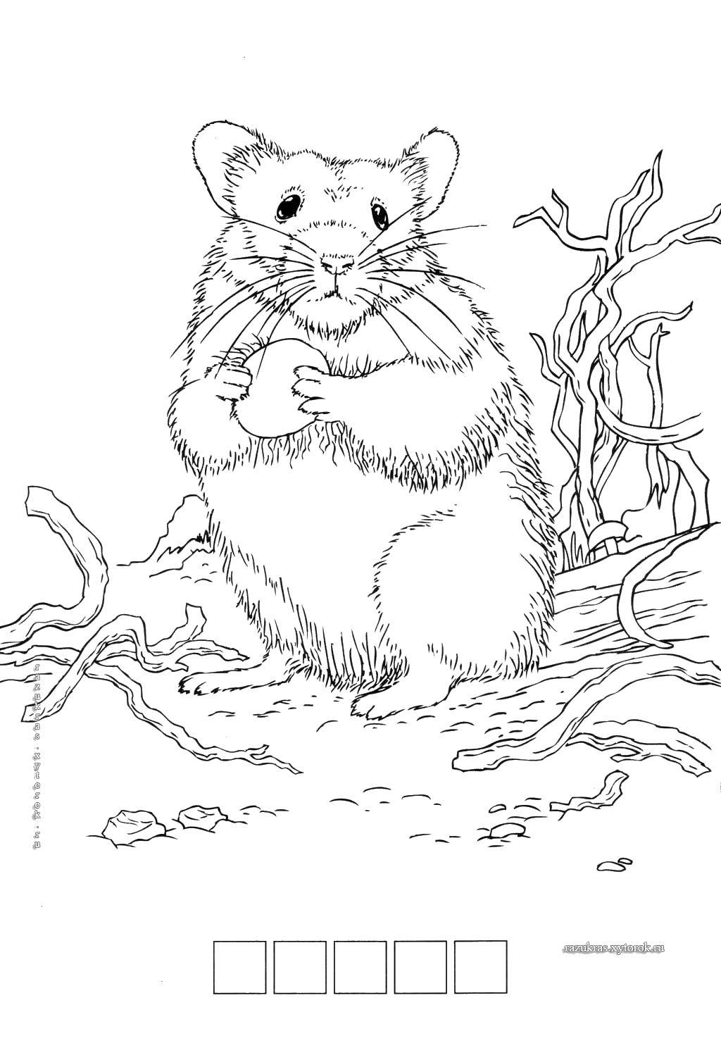 Coloring Mouse vole. Category Animals. Tags:  Animals, mouse.