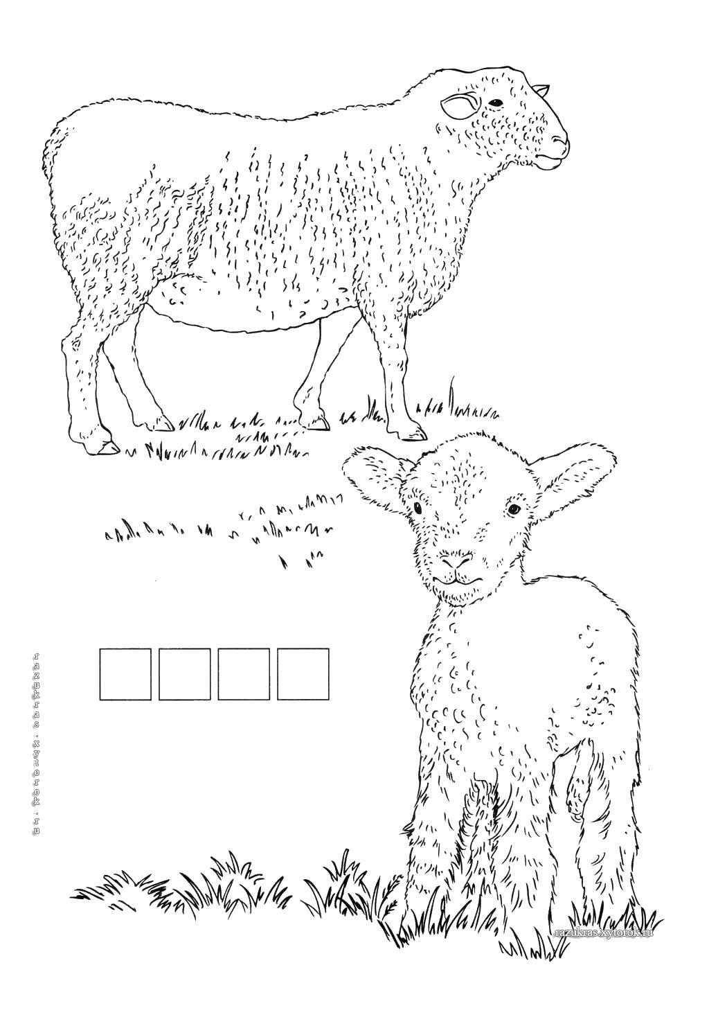 Название: Раскраска Овца и ягнёнок. Категория: домашние животные. Теги: Животные, овечка.