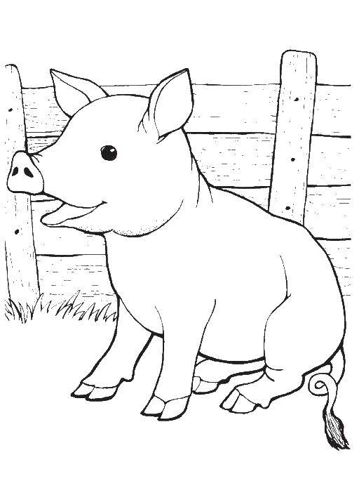 Название: Раскраска Свинка радуется. Категория: домашние животные. Теги: Животные, свинка.