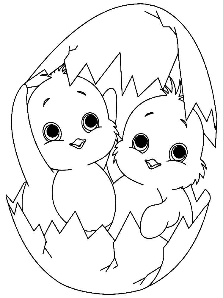 Coloring Chicks hatch. Category birds. Tags:  Birds, chickens.
