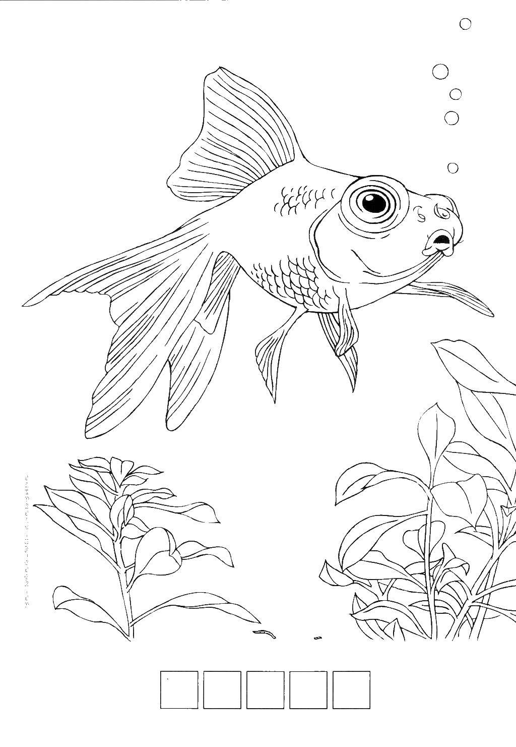 Название: Раскраска Золотая рыбка пускает пузырьки. Категория: рыбы. Теги: Подводный мир, рыба.
