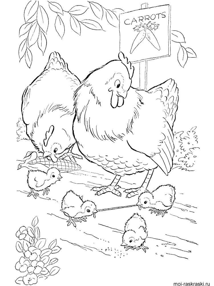 Розмальовки  Курки з курчатами. Завантажити розмальовку Кури, курчата.  Роздрукувати ,домашні тварини,