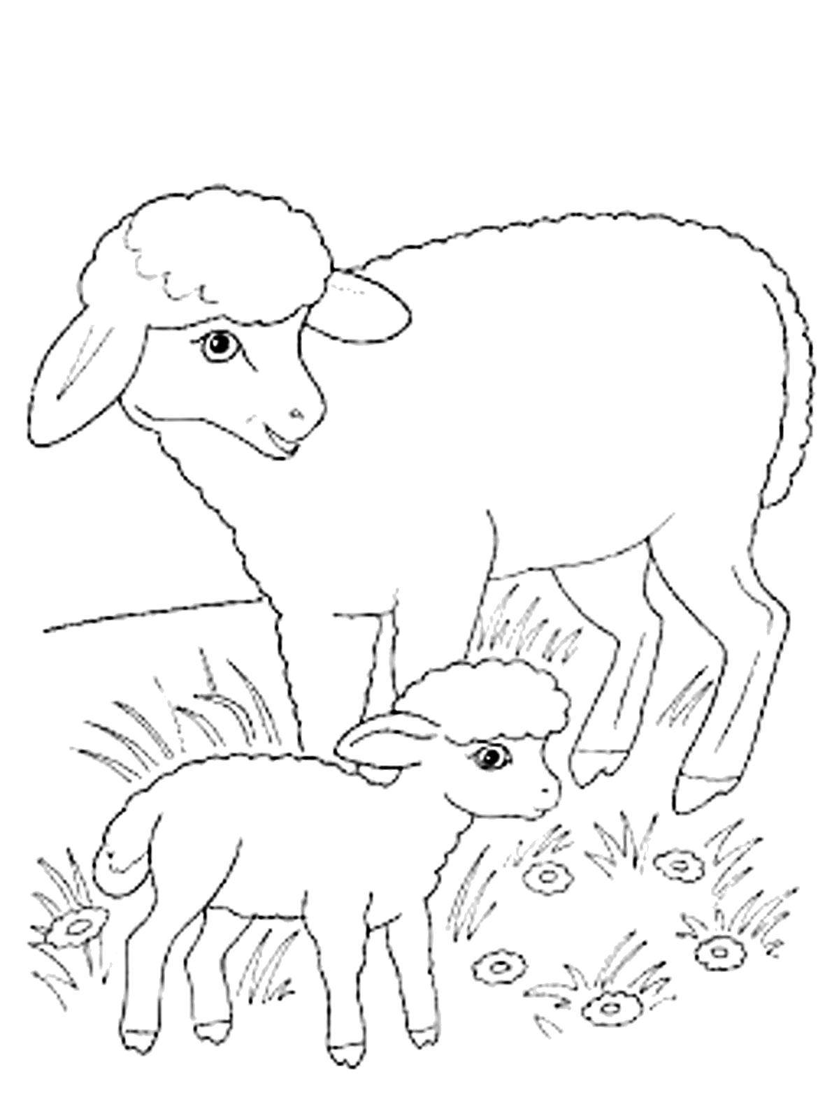 Розмальовки  Мама овечка з ягням. Завантажити розмальовку Тварини, овечка.  Роздрукувати ,домашні тварини,