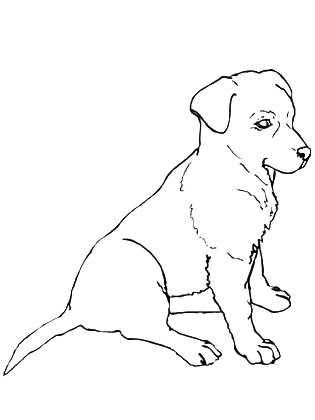 Название: Раскраска Домашний пёс. Категория: домашние животные. Теги: Животные, собака.
