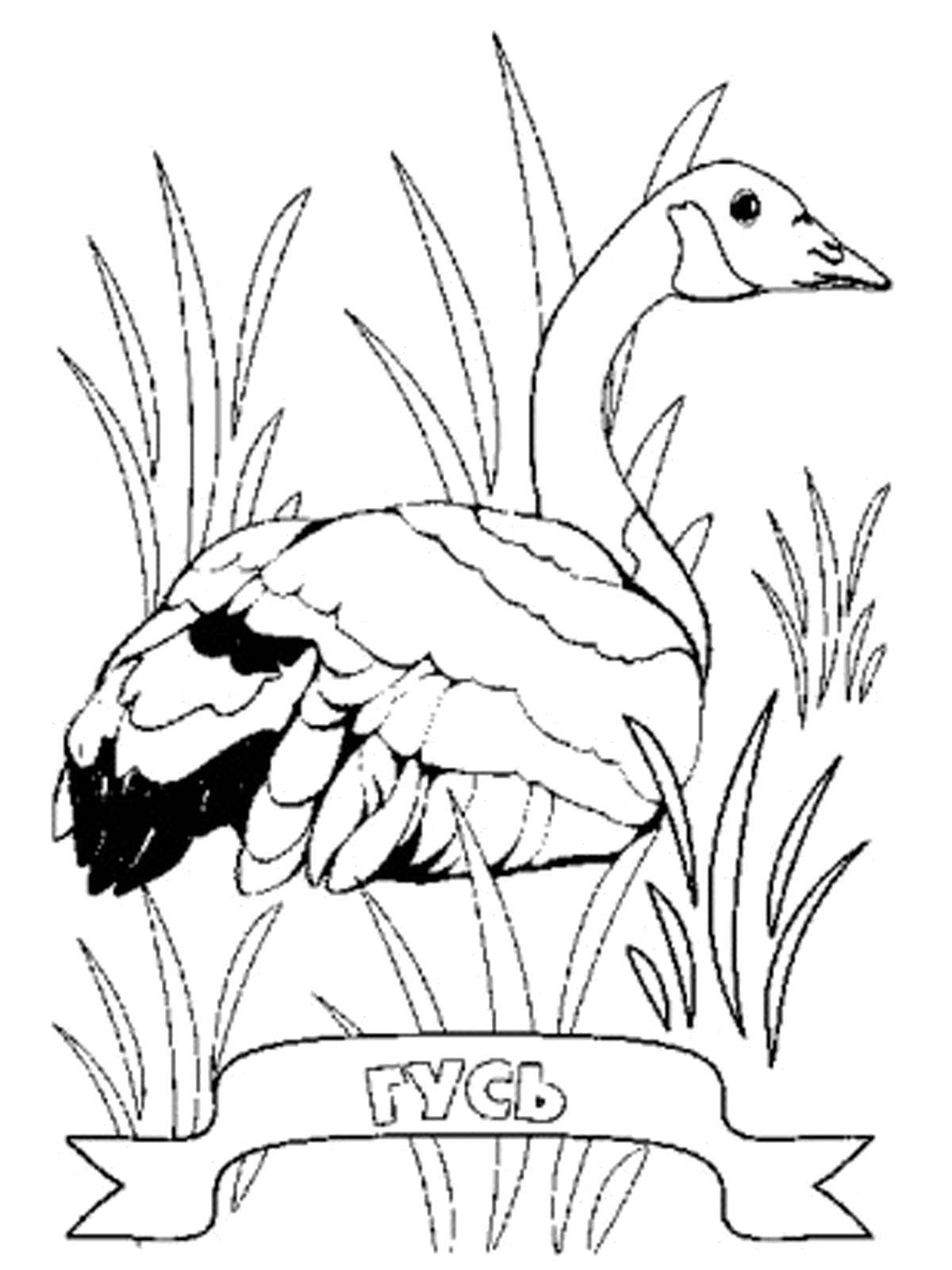Coloring Goose in the grass. Category Pets allowed. Tags:  Birds, goose.