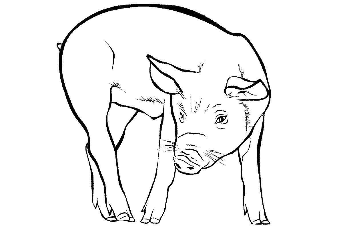 Coloring A pig walks. Category Pets allowed. Tags:  Animals, pig.