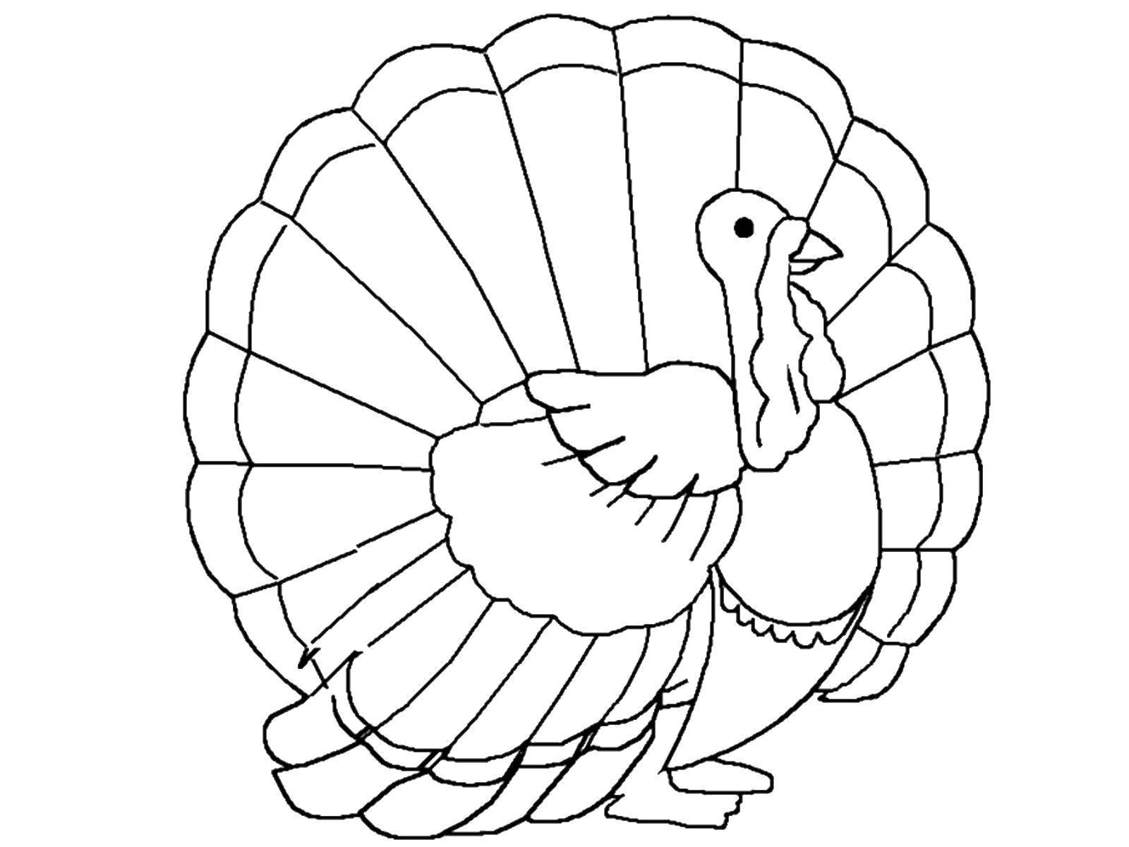 Coloring Turkey with a beautiful tail. Category Pets allowed. Tags:  Poultry, Turkey.