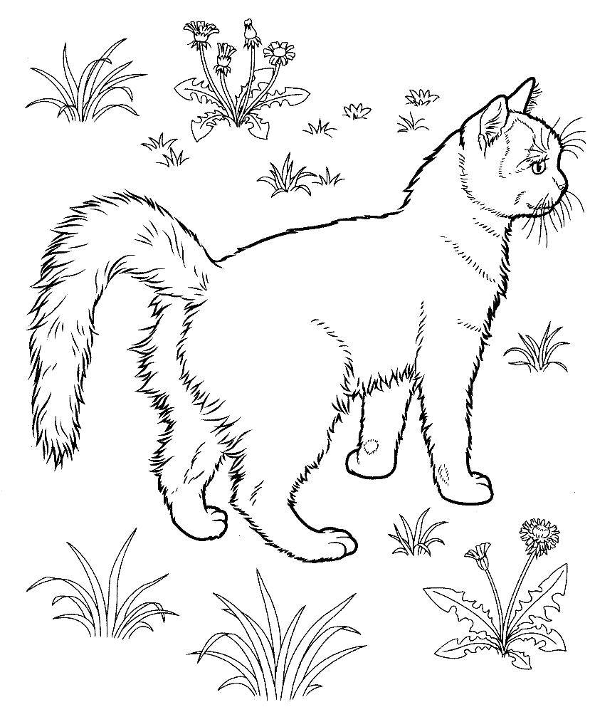 Название: Раскраска Кошечка на прогулке. Категория: домашние животные. Теги: Животные, котёнок.