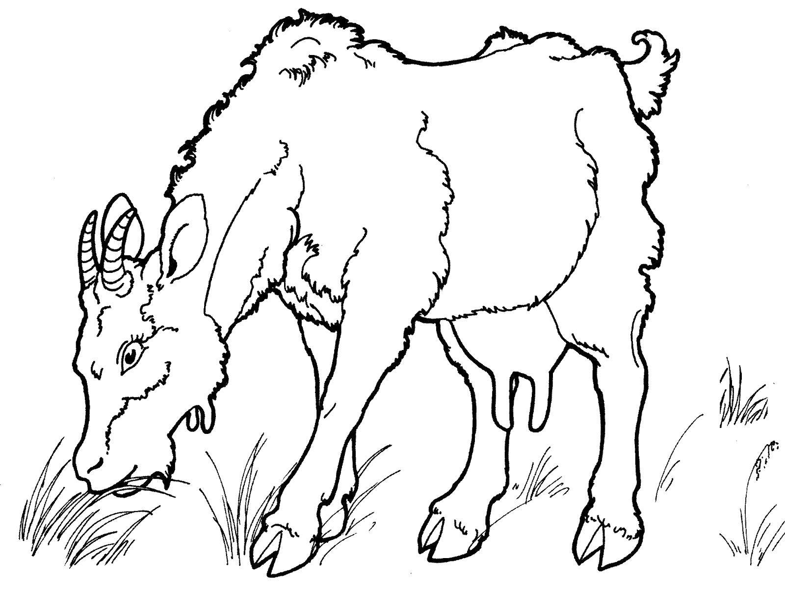 Coloring A goat is grazing. Category Pets allowed. Tags:  Animals, goat.