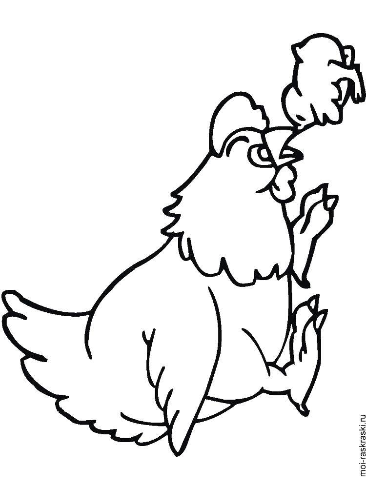 Название: Раскраска Курица и птенец кормятся. Категория: домашние животные. Теги: Птенец, курица.