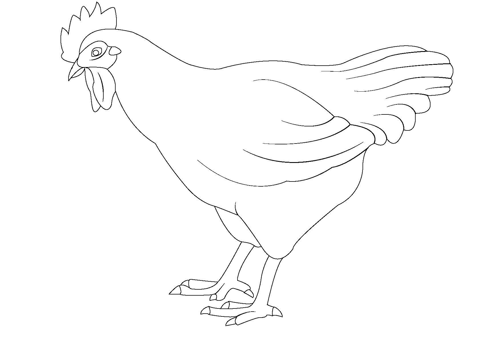 Название: Раскраска Курица клюет. Категория: домашние животные. Теги: Курица, птица.
