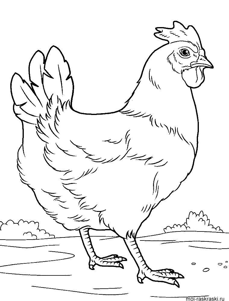 Название: Раскраска Курица на дворе. Категория: домашние животные. Теги: Курица на дворе.
