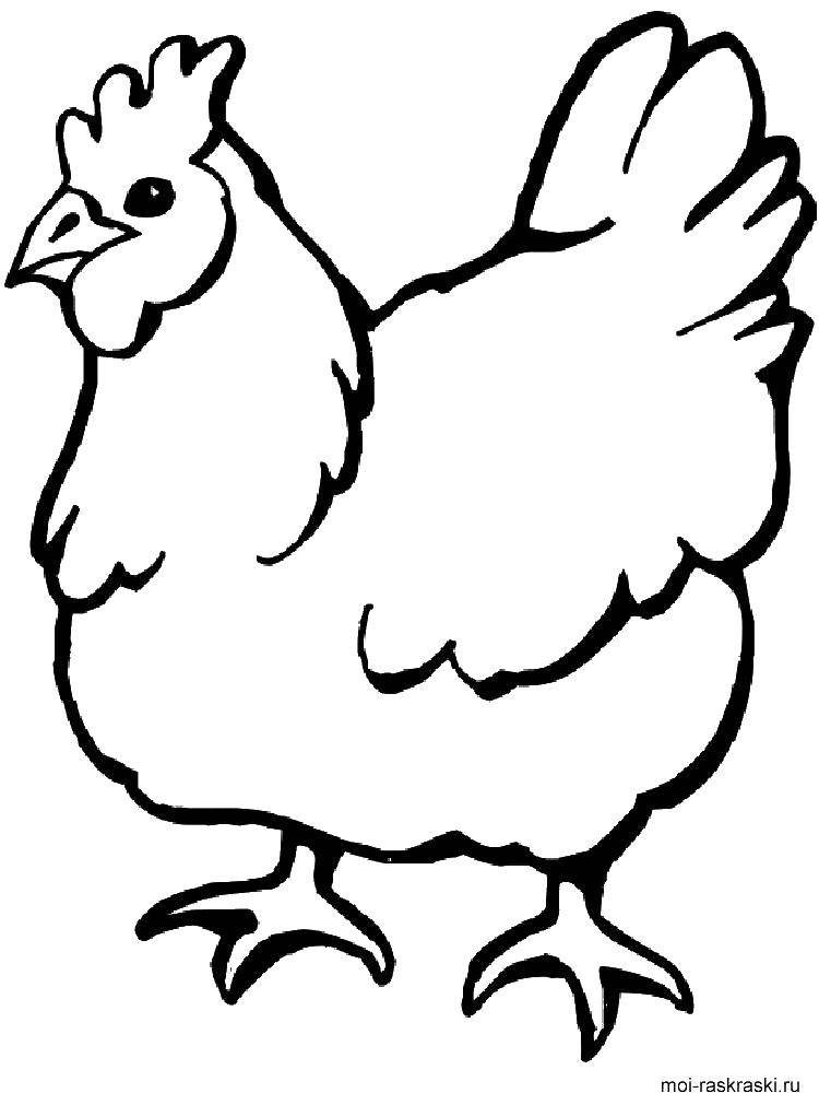 Название: Раскраска Курица несушка. Категория: домашние животные. Теги: Курица несушка.