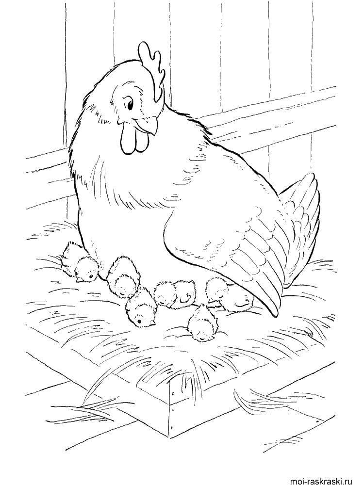 Курочка с цыплятами раскраска