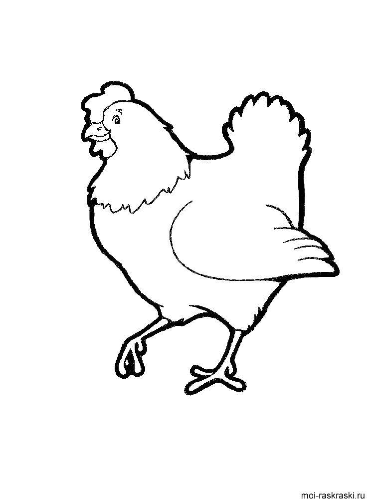 Название: Раскраска Курица шагает. Категория: домашние животные. Теги: Курица шагает.