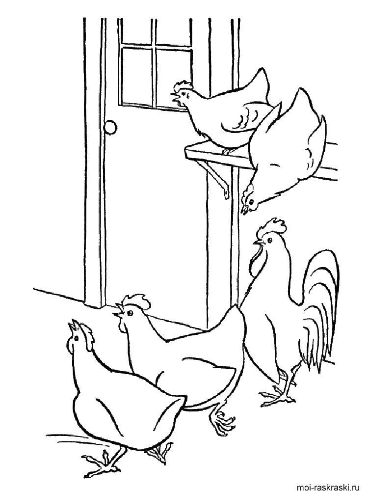 Название: Раскраска Курицы в курятнике. Категория: домашние животные. Теги: Курица, курятник.