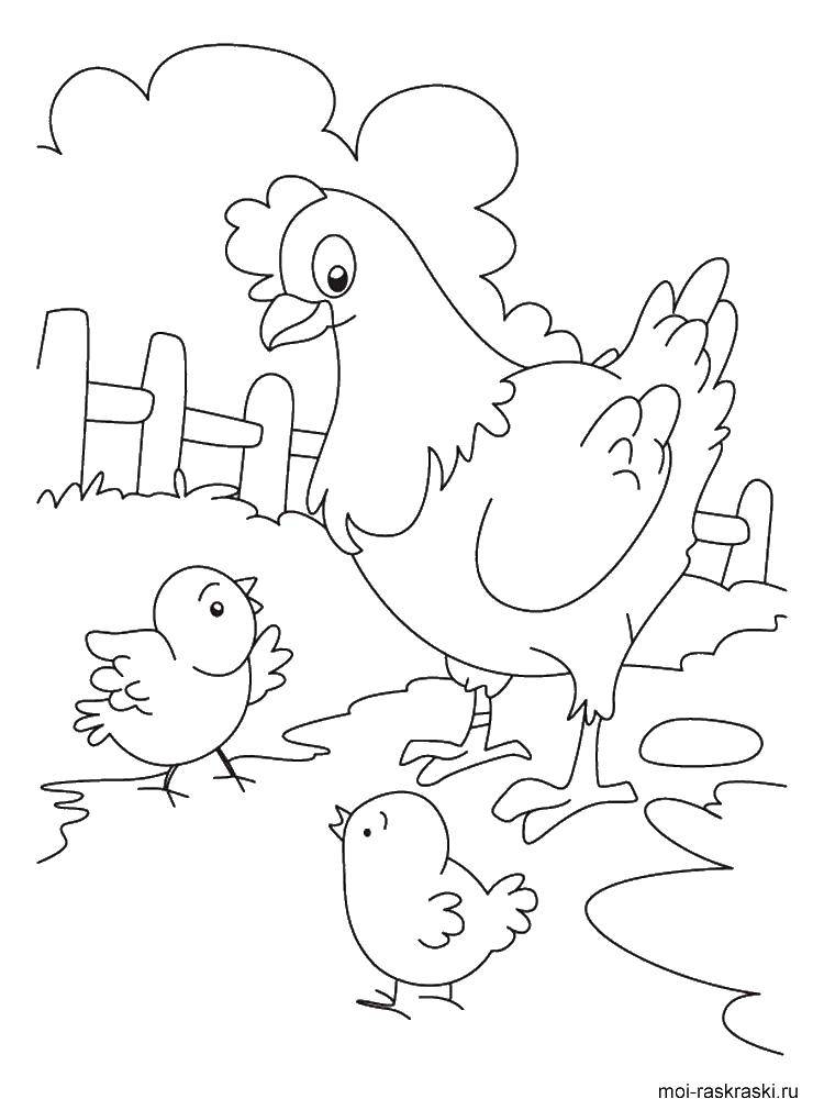Название: Раскраска Курочка и птенчики. Категория: домашние животные. Теги: Курочка, птенчики.