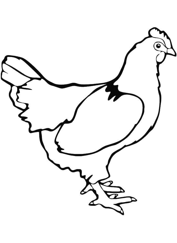 Название: Раскраска Курочка. Категория: домашние животные. Теги: Курица, цыплята.