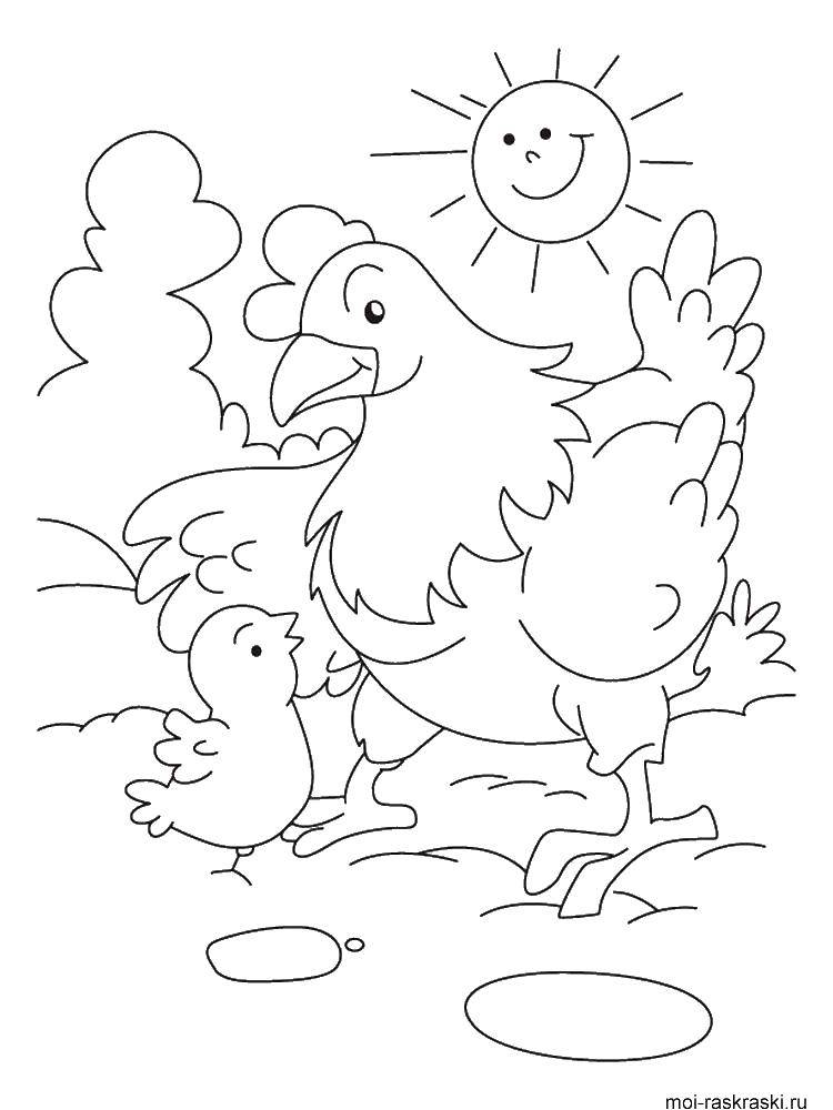 Название: Раскраска Несушка гуляет с птенцом. Категория: домашние животные. Теги: Несушка, птенец.
