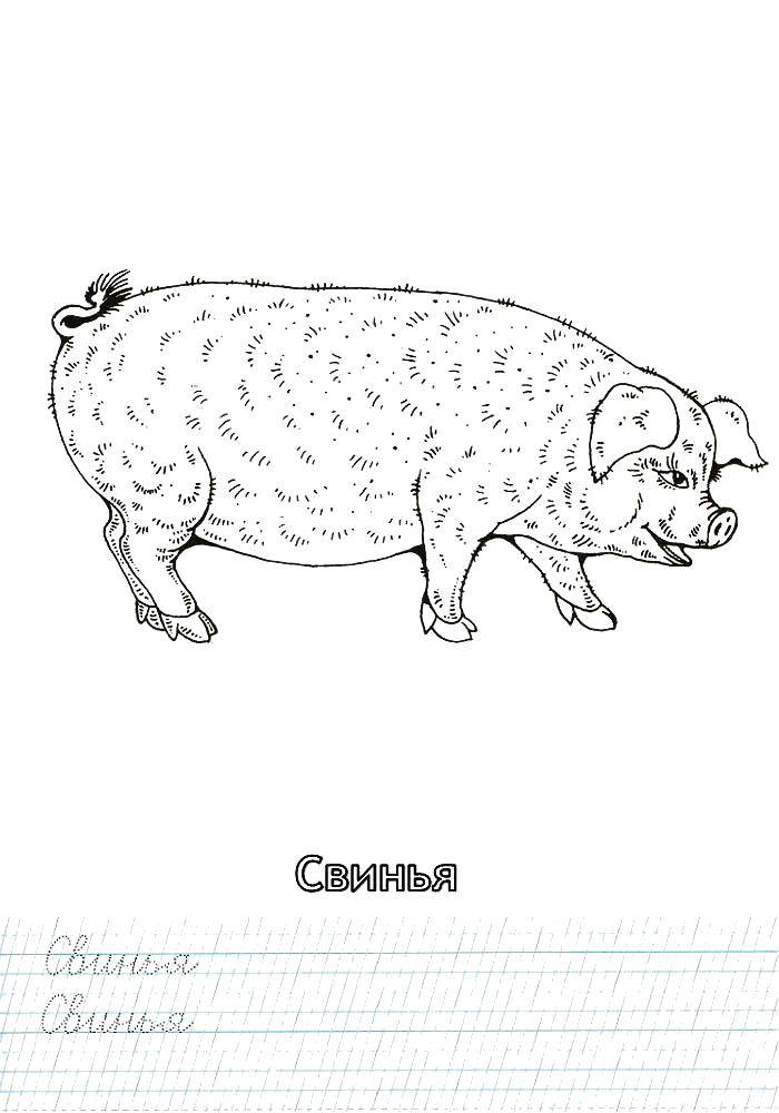 Coloring Recipe pig. Category recipe. Tags:  Cursive, letters.