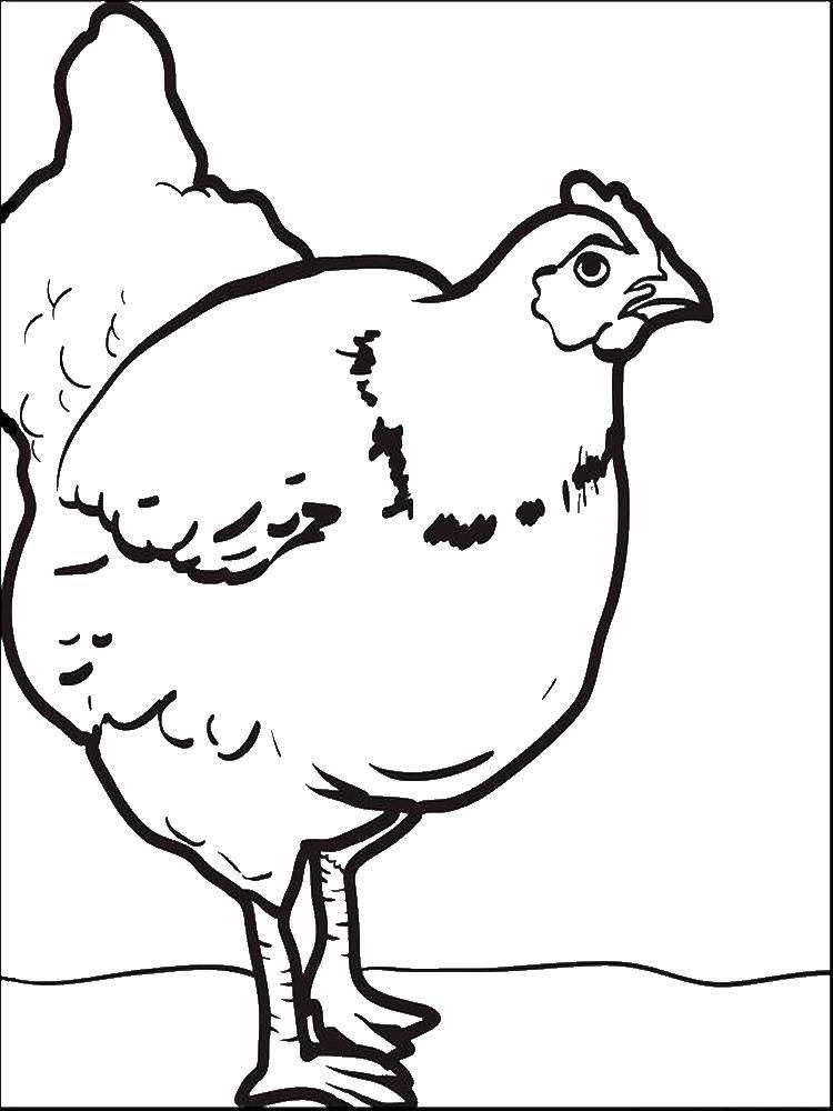 Coloring Chubby chicken. Category Pets allowed. Tags:  Birds.