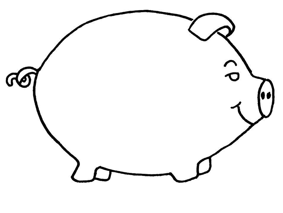 Название: Раскраска Пухлый свин.. Категория: домашние животные. Теги: Животные, свинка.