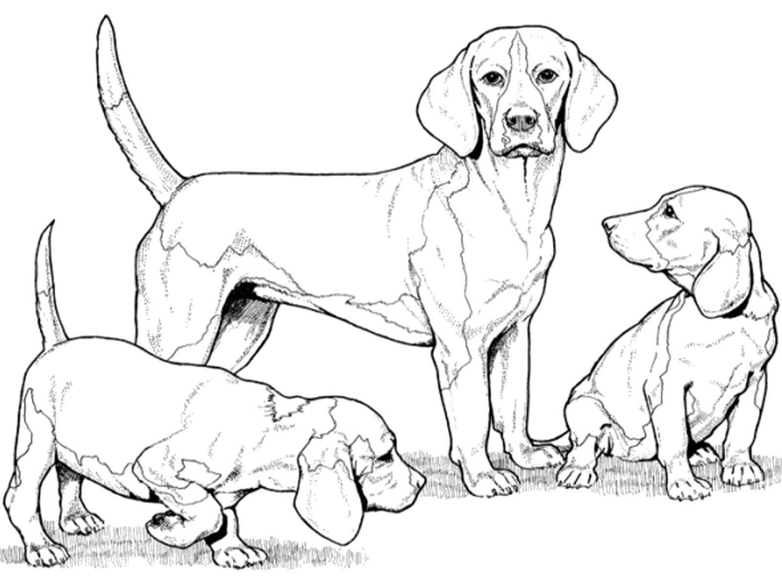 Название: Раскраска Пятнистые собачки. Категория: домашние животные. Теги: Животные, собака.