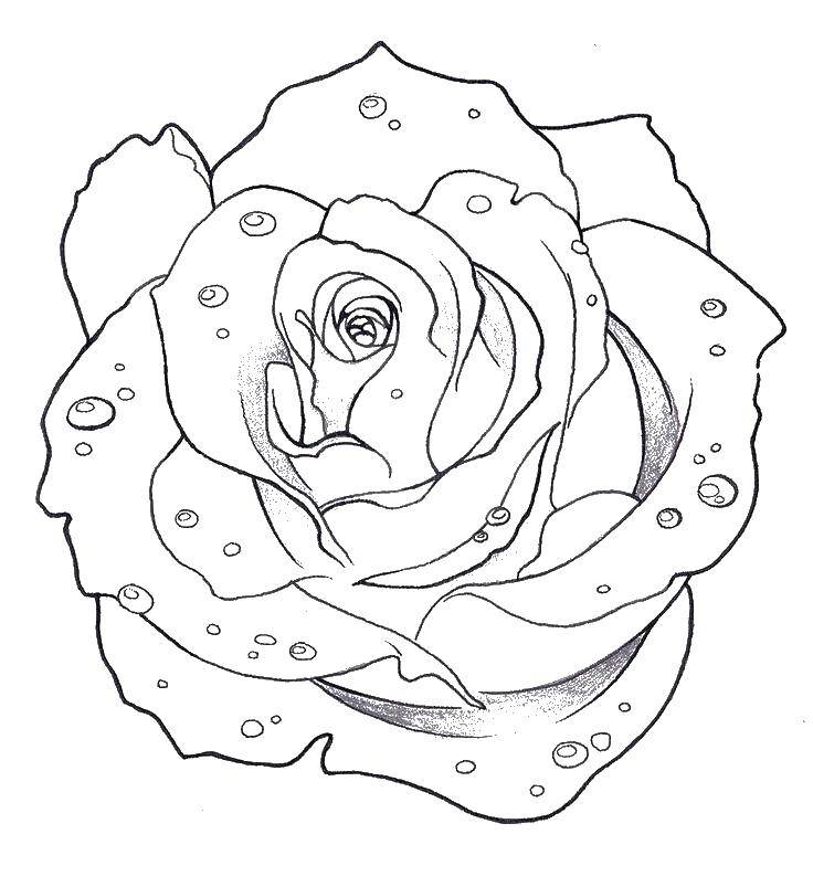 Название: Раскраска Роза с каплями росы. Категория: цветы. Теги: роза, роса.