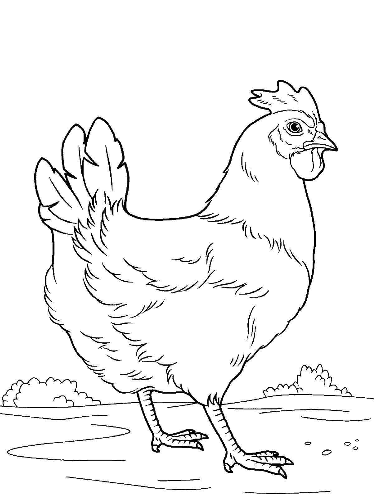 Coloring Serious chicken. Category Pets allowed. Tags:  Birds.