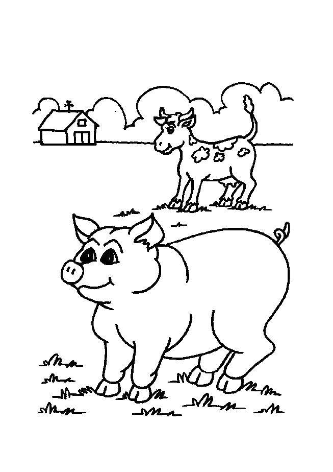 Coloring Cattle grazing. Category Pets allowed. Tags:  Animals, pig.