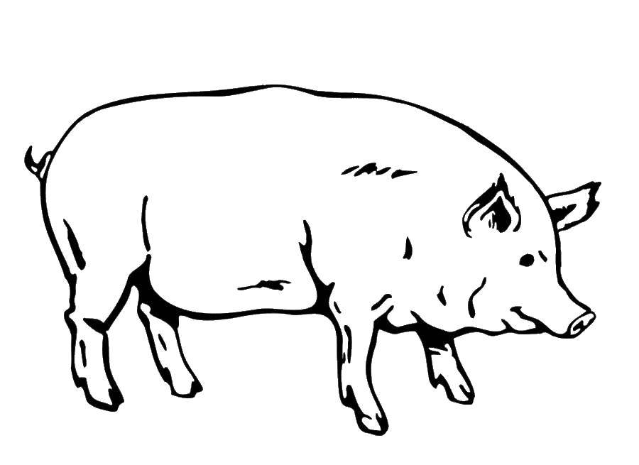 Coloring Pig on a walk. Category Pets allowed. Tags:  Animals, pig.