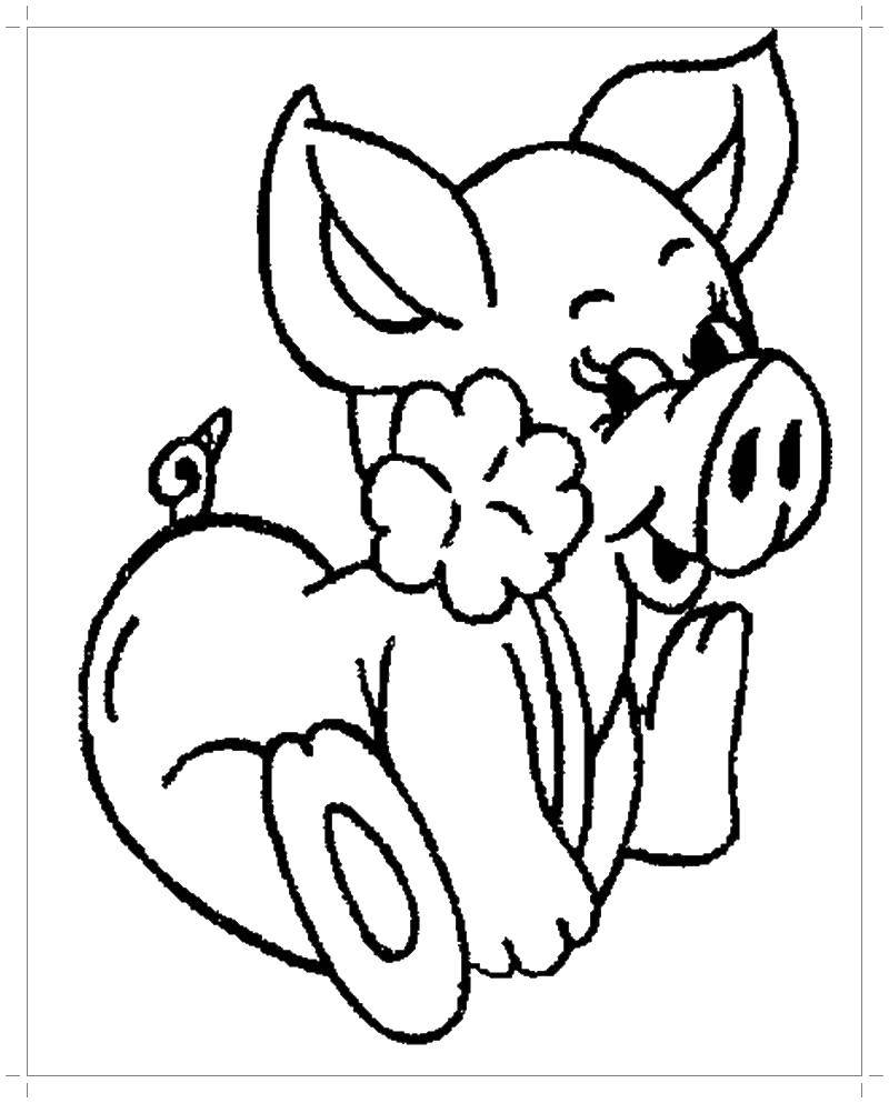 Название: Раскраска Свинка с цветочком. Категория: домашние животные. Теги: Животные, свинка.