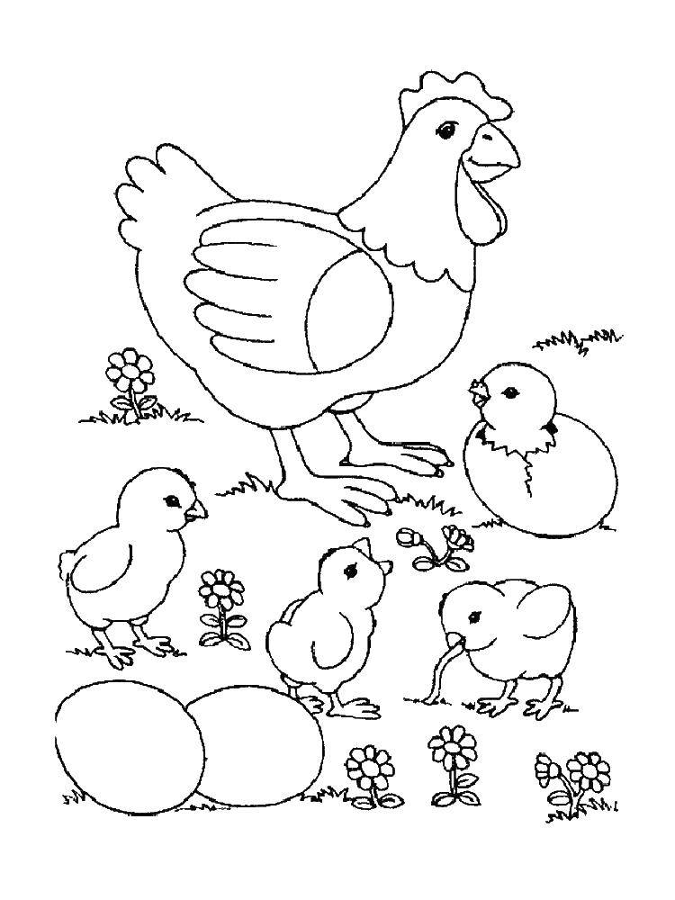 Название: Раскраска Цыплята около мамы. Категория: домашние животные. Теги: Птицы.