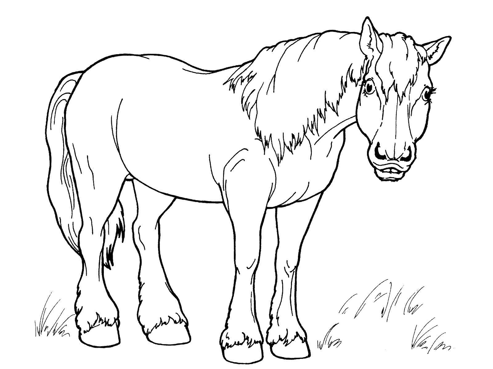 Название: Раскраска Умная лошадь. Категория: домашние животные. Теги: Животные, лошадь.