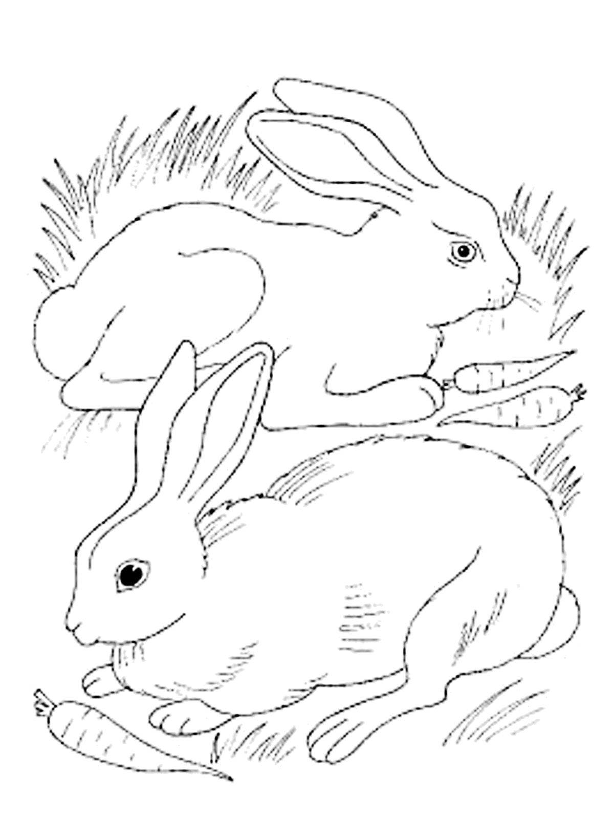 Coloring Bunnies with Moskovskoy. Category Pets allowed. Tags:  Animals, Bunny.